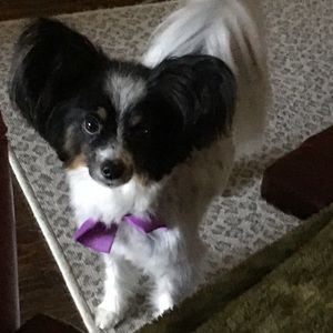 Meet your Posher, Harriet